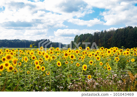 Field of blooming sunflowers on a background of blue sky, Finland 101043469