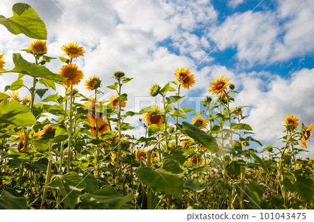 Field of blooming sunflowers on a background of blue sky, Finland 101043475