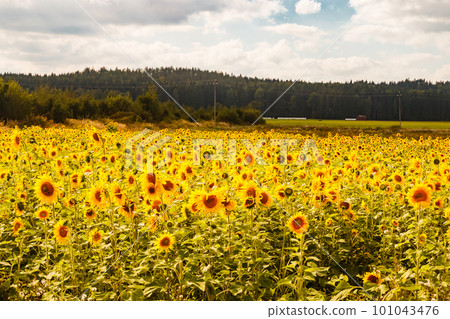 Field of blooming sunflowers on a background of blue sky, Finland Field of blooming sunflowers on a background of blue sky, Finland 101043476
