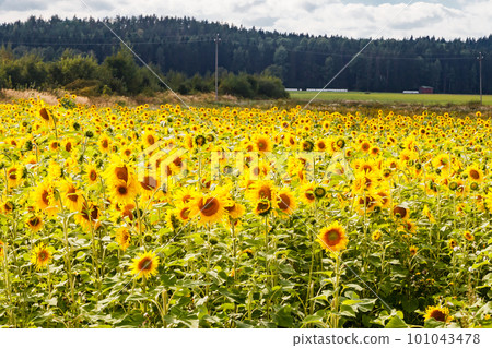 Field of blooming sunflowers on a background of blue sky, Finland 101043478