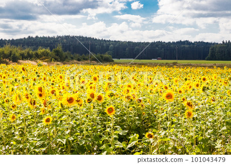 Field of blooming sunflowers on a background of blue sky, Finland 101043479
