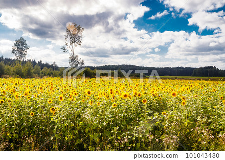 Field of blooming sunflowers on a background of blue sky, Finland 101043480