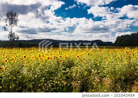 Field of blooming sunflowers on a background of blue sky, Finland 101043484