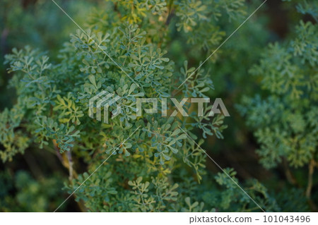 Henuruda 101043496
