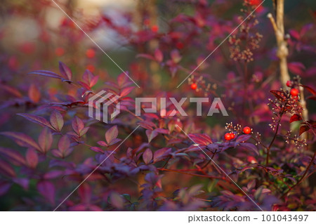 南天竹 南天竹 101043497