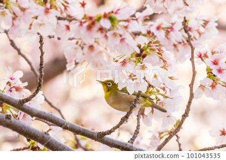 Cherry blossoms and white-eye 101043535