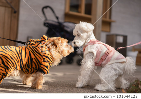 two dogs facing each other 101044122