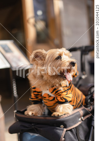 Norfolk terrier in tiger clothes 101044125