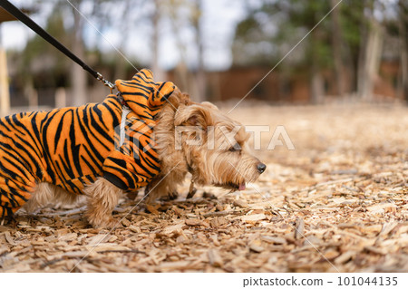 穿著老虎衣服的諾福克梗 穿著老虎衣服的諾福克梗 101044135