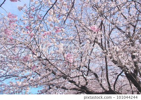 Cherry blossoms in full bloom that shine in the blue sky, someiyoshino cherry blossoms, double red drape in the foreground Cherry blossoms in full bloom that shine in the blue sky, someiyoshino cherry blossoms, double red drape in the foreground 101044244