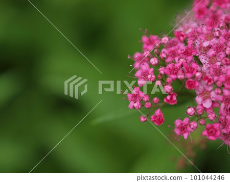Spiraea flower close-up and copy space Spiraea flower close-up and copy space 101044246