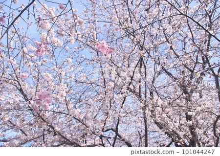 Cherry blossoms in full bloom that shine in the blue sky, someiyoshino cherry blossoms, double red drape in the foreground Cherry blossoms in full bloom that shine in the blue sky, someiyoshino cherry blossoms, double red drape in the foreground 101044247