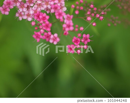 Spiraea flower close-up and copy space 101044248