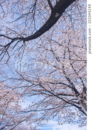 Somei Yoshino cherry blossoms in full bloom against the blue sky 101044249