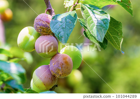 Clasterosporium. Fungal disease of plums Clasterosporium. Fungal disease of plums 101044289