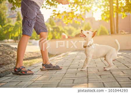 Dog Parson Russell Terrier breed is playing in green park with his owner. Summer time or beginning of autumn. Nature. Pet care and training concept. 101044293