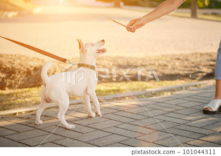 Dog Parson Russell Terrier breed is playing in green park with his owner. Summer time or beginning of autumn. Nature. Pet care and training concept. 101044311