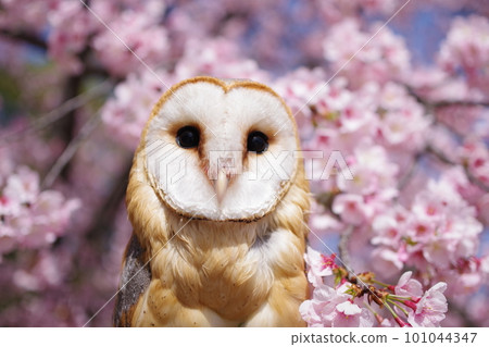 Owl perching on cherry blossoms Owl perching on cherry blossoms 101044347