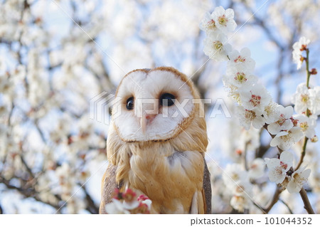 Owl perching on cherry blossoms Owl perching on cherry blossoms 101044352