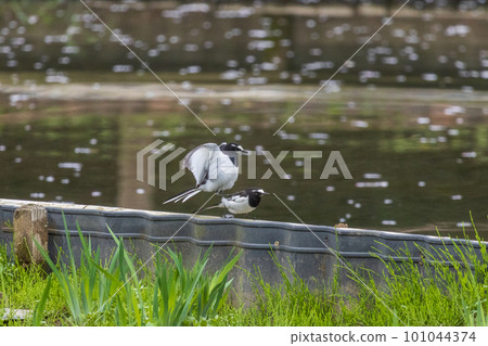 春天的日本鶺鴒 101044374