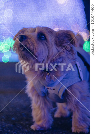 norfolk terrier and illumination norfolk terrier and illumination 101044400