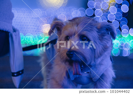 norfolk terrier and illumination 101044402