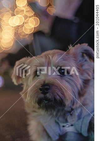 norfolk terrier and illumination norfolk terrier and illumination 101044405