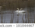 Two white swans on an evening pond. 101044467