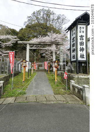 Hitachi Daisan Shrine, entrance of Yoshida Shrine in Mito City [cherry blossoms in full bloom] 101044678