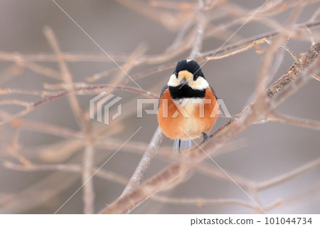 Varied tit perched on a branch Varied tit perched on a branch 101044734