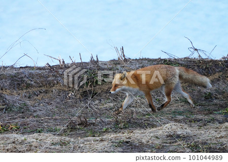 A walking fox 101044989