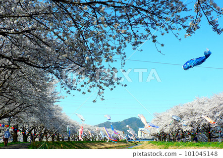 Cherry Blossoms and Carp streamers Asawizawa 101045148