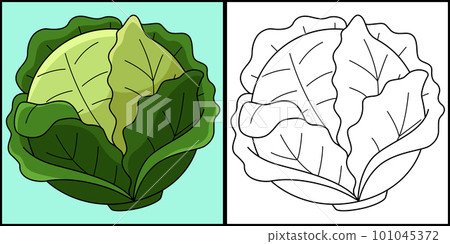 Cabbage Vegetable Coloring Page Illustration Cabbage Vegetable Coloring Page Illustration 101045372