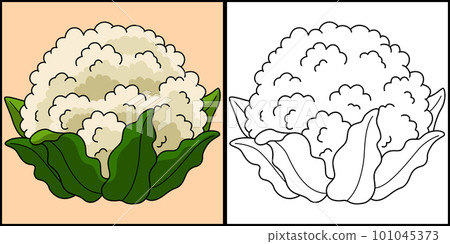 Cauliflower Vegetable Coloring Page Illustration Cauliflower Vegetable Coloring Page Illustration 101045373