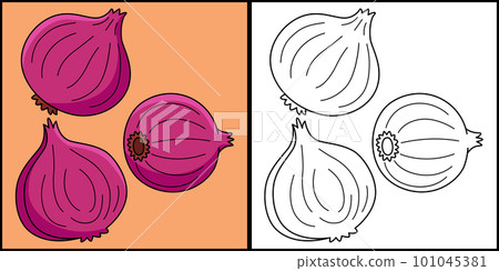 Onion Vegetable Coloring Page Colored Illustration 101045381