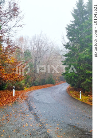 A wet foggy aspen road in the mountains. 101045621