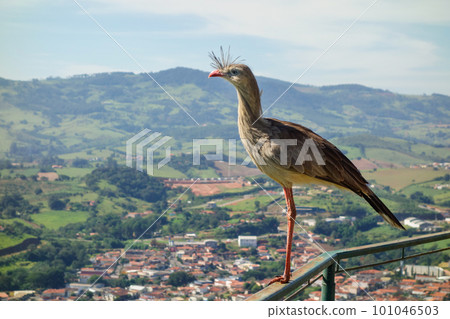close view of Seriema brazilian bird, aka Cariama cristata 101046503