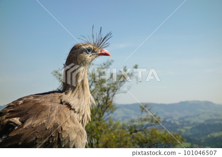 close view of Seriema brazilian bird, aka Cariama cristata 101046507
