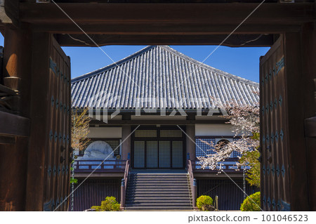 京都大雲院正門,櫻花盛開,遠處風光秀麗 京都大雲院正門,櫻花盛開,遠處風光秀麗 101046523