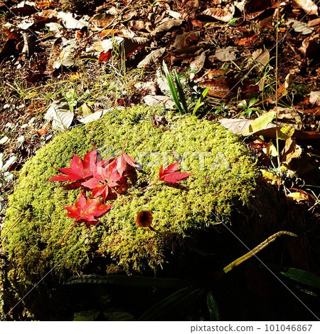 Autumn leaves on moss 101046867