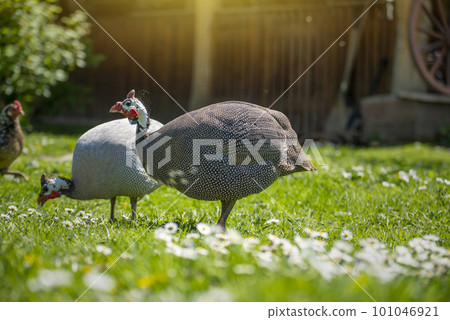 Guinea fowl grazing on green backyard grass 101046921