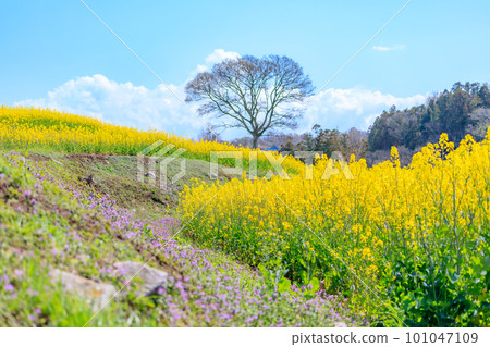春季 長崎鼻油菜田 大分縣豐後高田市 101047109