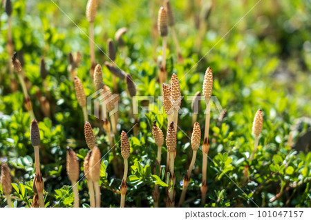 Spring horsetail is healthy 101047157