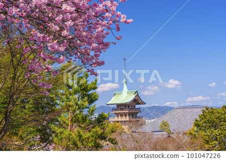 Cherry blossoms in full bloom and Daiun-in Gionkaku (Higashiyama-ku, Kyoto) 101047226
