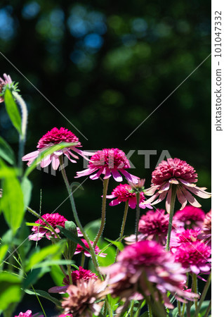 紅色的Ekinacea 101047332