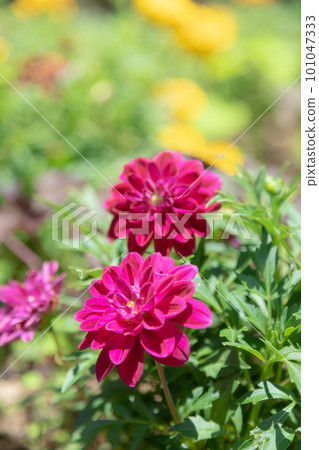 深粉色大麗花 101047333