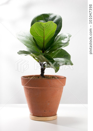Fiddle leaf fig or Ficus lyrata warb. 101047398
