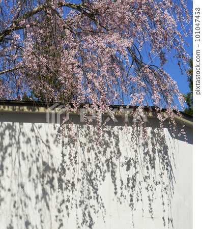Weeping cherry tree and white wall 101047458