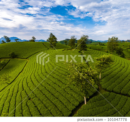 Aerial view of beatiful sunset at Long Coc tea hill, Phu Tho province, Vietnam 101047778