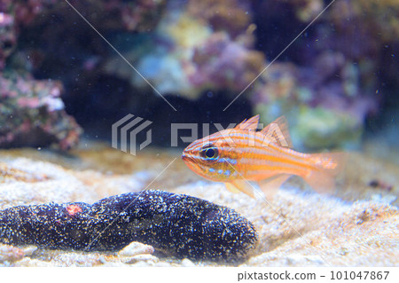 Black sea cucumber and wrasse fry swimming on the bottom 101047867